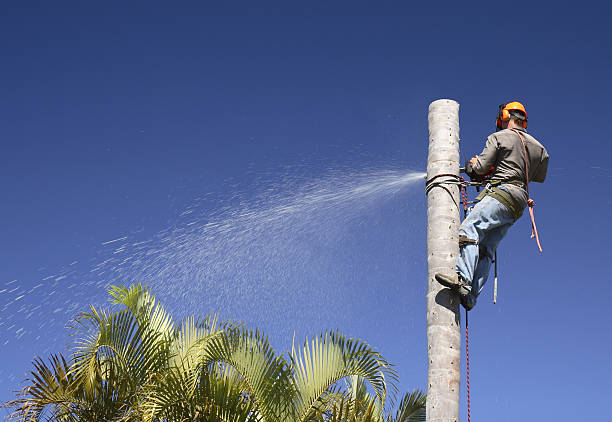 Best Fruit Tree Pruning  in Southgate, KY